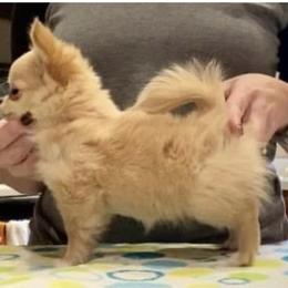 American Staffordshire Terrier and Chihuahua Puppies from Bellastaff