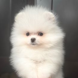 Girl 2 - White female Pomeranian puppy in Glendale, Arizona from Sun Flower Pom