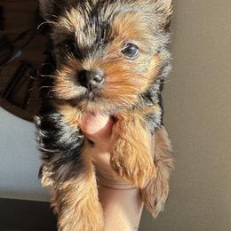 Yorkshire Terrier Puppies from Crystal Garden Yorkies