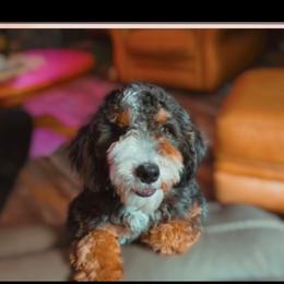 Macy - Bernedoodle