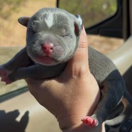 Puppy 3 - Blue tri-color male American Bully puppy in Orlinda, Tennessee from SimplyBullies