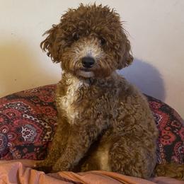 Luna - Goldendoodle