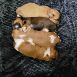 Havanese puppies from Heaven Sent Havanese
