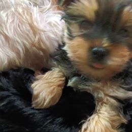 Yorkshire Terriers from Kathy's Kritters