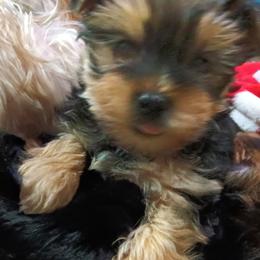 Yorkshire Terriers from Kathy's Kritters