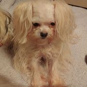 Cotons de Tulear, Mi-Kis, and West Highland White Terriers from My Little Puppy Paws