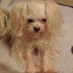 Cotons de Tulear, Mi-Kis, and West Highland White Terriers from My Little Puppy Paws