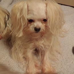 Cotons de Tulear, Mi-Kis, and West Highland White Terriers from My Little Puppy Paws