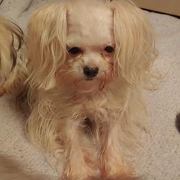 Cotons de Tulear, Mi-Kis, and West Highland White Terriers from My Little Puppy Paws