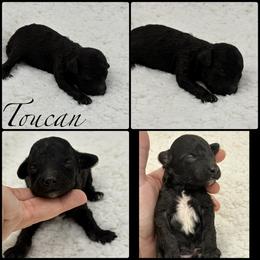 Toucan - Black male Poodle puppy in Wheatland, California from Sapphire Ridge Poodles