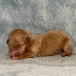 Taffy - Cream female Dachshund puppy in Pilot Point, Texas from Diamond B Doxies
