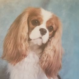 Micky - Cavalier King Charles Spaniel