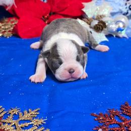 Blue Lady - Blue female Boston Terrier puppy in Corsicana, Texas from JT Bostons