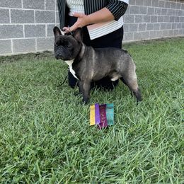 Ryder - French Bulldog