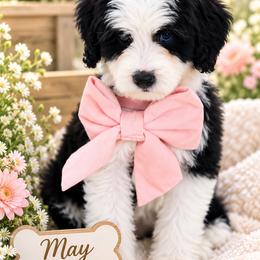 May - Black and white female Bernedoodle puppy in Diamond Bar, California from Furrytaildoodles