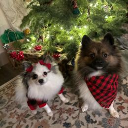 Pomeranian puppies from Pawdawan Poms