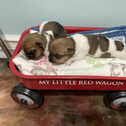 Male 1 - White and sable male Teddy Roosevelt Terrier puppy in Russellville, Kentucky from Mud-E Acres Kennel