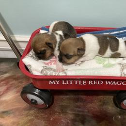 Male 1 - White and sable male Teddy Roosevelt Terrier puppy in Russellville, Kentucky from Mud-E Acres Kennel