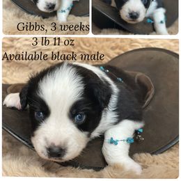 Gibbs - Black tri-color male Australian Shepherd puppy in Marshall, Virginia from Greywood Farm Aussies