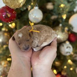 Yellow - Apricot female Goldendoodle puppy in Meridian, Idaho from Goldendoodle of Idaho