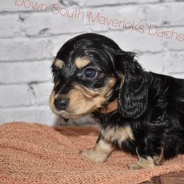Black and tan - Black and tan male Dachshund puppy in Seminary, Mississippi from Down South Mavericks Dachshunds