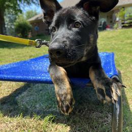 German Shepherd Puppies from Paws Of Germany