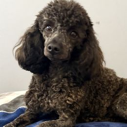 Roxie - Poodle