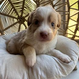 Sadie - Red merle female Australian Shepherd puppy in Grants Pass, Oregon from Carmel Mountain Aussies