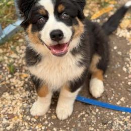 Australian Shepherd and Miniature American Shepherd Puppies from Alolan Angel Aussies