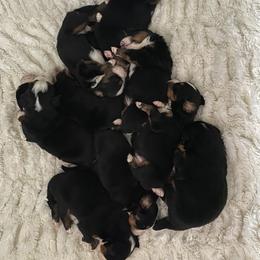 Bernese Mountain Dog Puppies from Blue Ridge Bernese