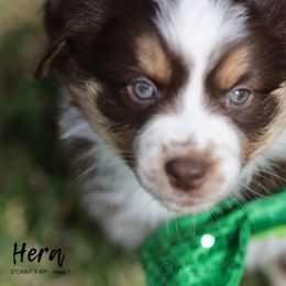 Australian Shepherd, Miniature American Shepherd, Miniature Australian Shepherd, and Toy Australian Shepherd Puppies from TK Standard, Mini, & Toy Aussies