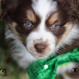 Australian Shepherd, Miniature American Shepherd, Miniature Australian Shepherd, and Toy Australian Shepherd Puppies from TK Standard, Mini, & Toy Aussies
