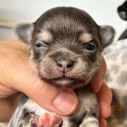 Jello - Blue male Chihuahua puppy in Westport, New York from Chantilly chihuahuas