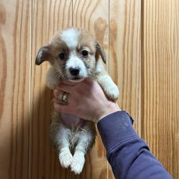 Faithful - Red male Pembroke Welsh Corgi puppy in Delton, Michigan from CorGizmo