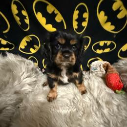 Bentley - Black and tan male Cavalier King Charles Spaniel puppy in Broken Arrow, Oklahoma from Cavalier King Charles Heartland