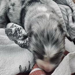 Boy 3 - Blue merle male Australian Shepherd puppy in Berne, Indiana from White Silo Aussies