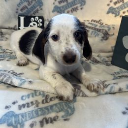 AKC Girl 3 - Piebald female Dachshund puppy in Grand Valley, Pennsylvania from Hounds on the Hill