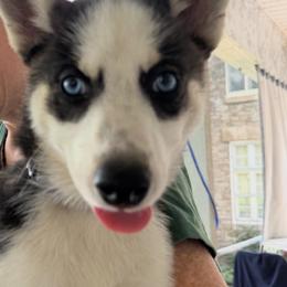 Dolly - Black and white female Pomsky puppy in Niagara Falls, New York from Sarah's Pomskies