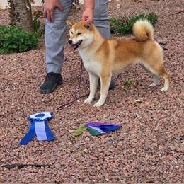 Nami - Shiba Inu