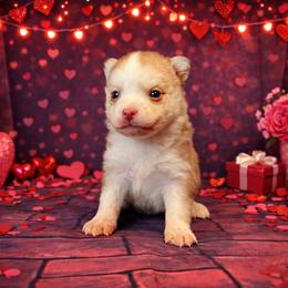 Girl 4 - Chocolate female Pomsky puppy in Amarillo, Texas from Pom Pom Pomskies