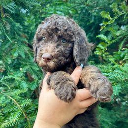 Ron - Red phantom male Aussiedoodle puppy in Upper Lake, California from Redwood Aussiedoodles