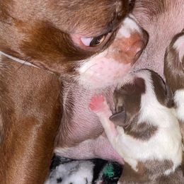 Boston Terriers from Porter Boston Pups