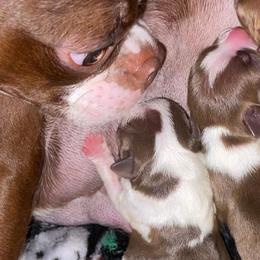 Boston Terriers from Porter Boston Pups