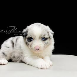 Boy 2 - Blue merle male Miniature Australian Shepherd puppy in Glen Rose, Texas from Maple Bloom Canine Co.