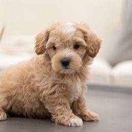 Maltipoo, Shichon, and Shihpoo Puppies from Timbercreek Puppies