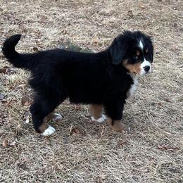 Bernese Mountain Dog Puppies from Purple Sage Puppies Bernese Mountain Dogs