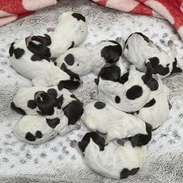 Wirehaired Pointing Griffon puppies from Saint Barbara's Wirehaired Pointing Griffons