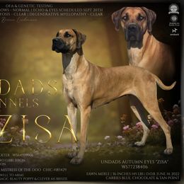 Zisa - Great Dane