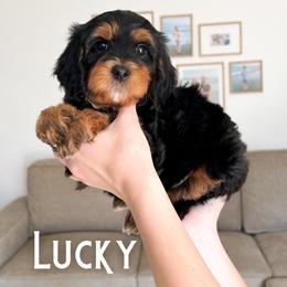 Lucky - Black and tan male Cavapoo puppy in South Jordan, Utah from Wonderful World Doodles