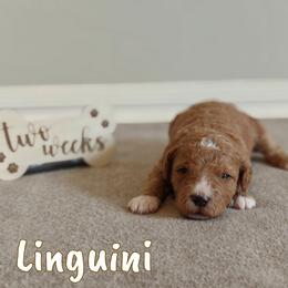 Linguini (Pink Collar) - Apricot female Goldendoodle puppy in Guthrie, Oklahoma from Edmond Doodles, LLC